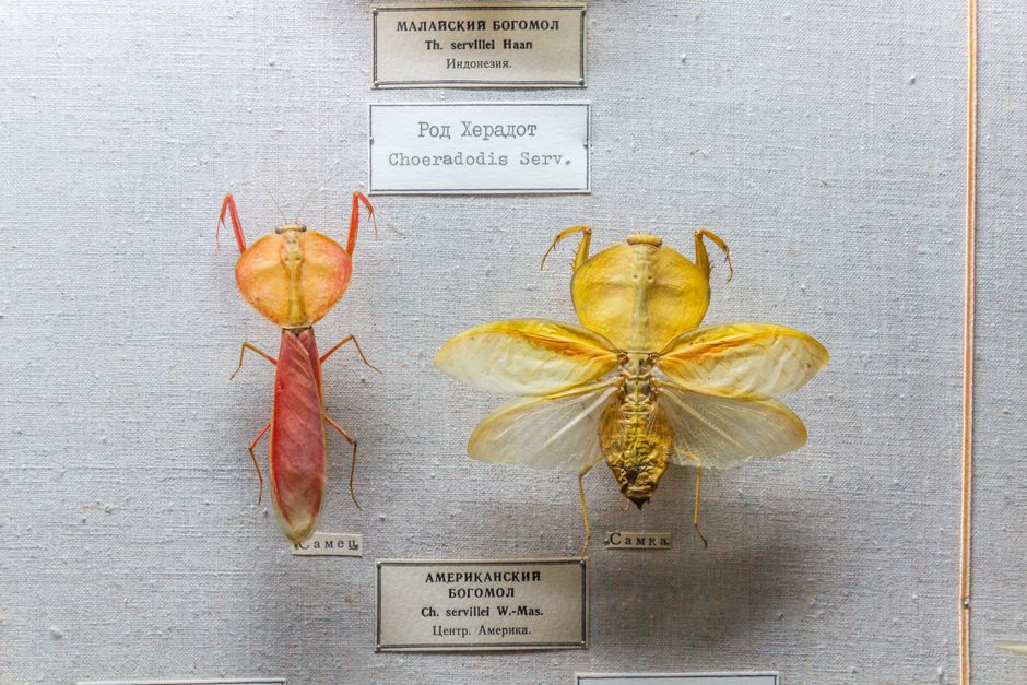 High-resolution close-up of preserved mantis specimens with labels, perfect for educational and biological research visuals.