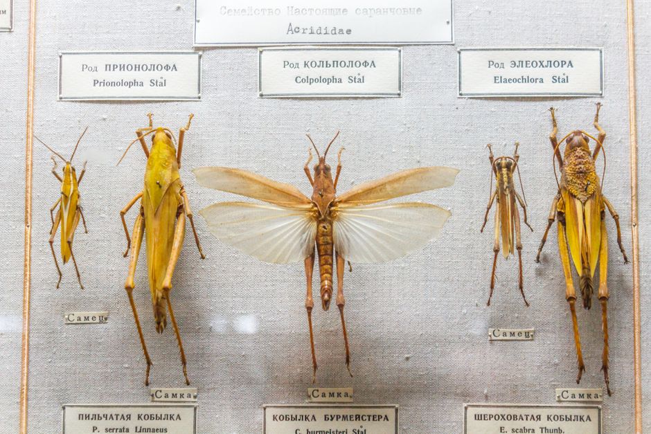 Detailed display of preserved grasshopper specimens in a natural history exhibit.